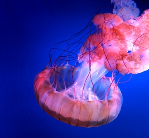 Animal Friday - Bird Migration